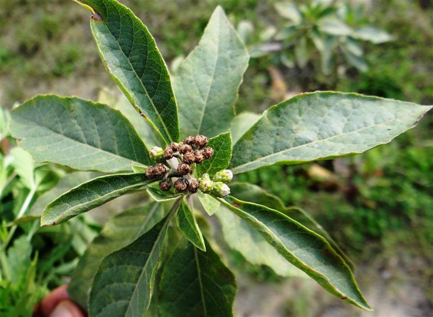 Gymnanthemum amygdalinum